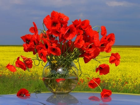 Pretty Poppies - bowl, water, vase, pretty, red, beautiful, table, filed, poppies