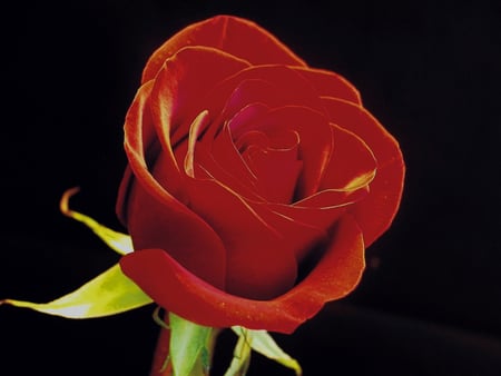 Lonely Rose - nature, beautiful, red, photography, alone, rose, beauty, photo