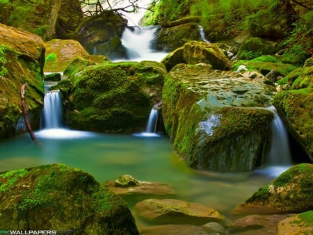 mountains - wood, forest, water, green, flowers, birds