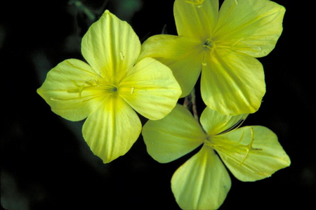 FOUR POINTED EVENING PRIMROSE - four, pretty, yellow, petals