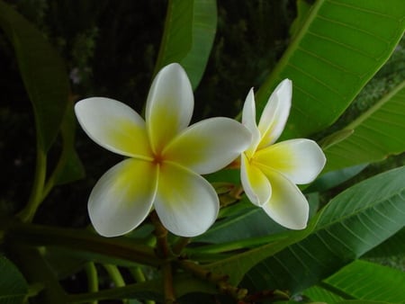 FRANGIPANI - pretty, fragrant, flower, plant