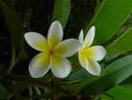 FRANGIPANI