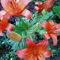 BEAUTIFUL LILLIES