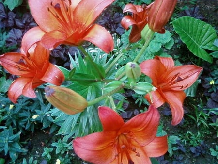 BEAUTIFUL LILLIES - leaves, orange, pretty, lillies