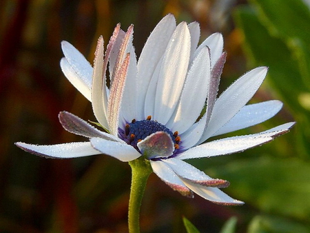 DAISY - daisy, pretty, white, dew