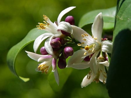 LEMON TREE BLOSSOM - citrus, leaves, tree, lemon