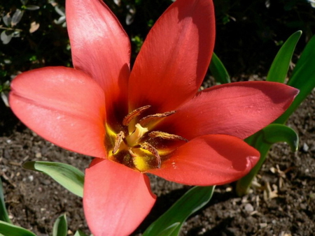 BEAUTY - red, flower, petals, plant