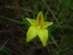 ALONE FLOWER