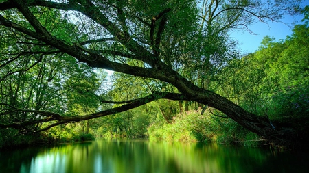 River - nature, tree, other, river