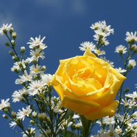 áƒ¦ â€â¤berautiful yellow roseâ¤â€áƒ¦