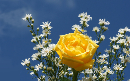 ღ ❀❤berautiful yellow rose❤❀ღ - rose, flower, yellow, lovely