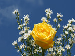 áƒ¦ â€â¤berautiful yellow roseâ¤â€áƒ¦