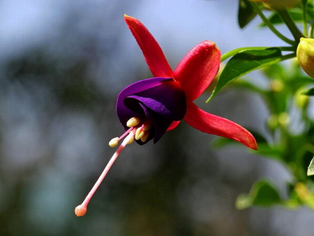 FUCHSIA - flower, purple, pink, beauty