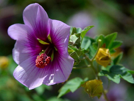 HIBISCUS - Flowers & Nature Background Wallpapers on Desktop Nexus