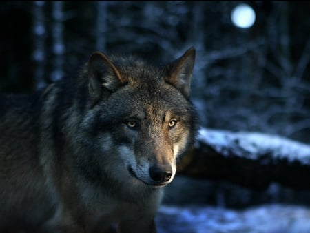 Wolf - winter, wolf, forest, animals