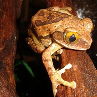 VERMICULATED TREE FROG