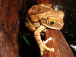 VERMICULATED TREE FROG