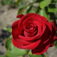 Beautiful red rose