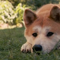 Hachiko