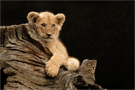 who_let_the_lions_out - animal, wood, cute, alone, lion