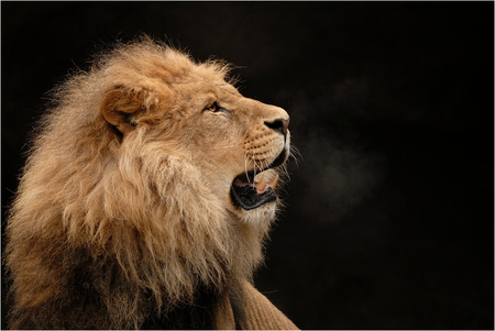 take_a_breath - male, head, animal, lion, wild cat