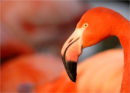 orange_in_winter - bird, animal, orange, flamingo