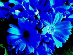 Blue Flowers