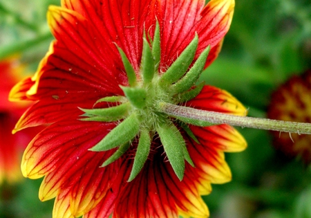 Flower - flowers, red, flower, yellow