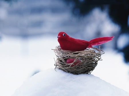 the-red-bird - bird, animal, winter, red, snow