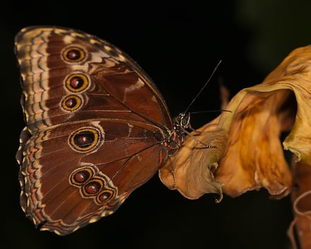 batik - 3d, animal, wings, butterflies