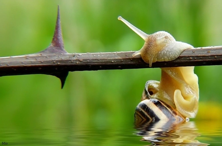 fight_for_life - animal, water, snail, wood