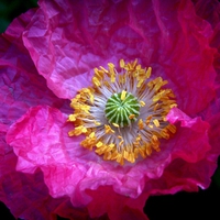 Poppy