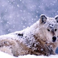 Wolf-in-snow