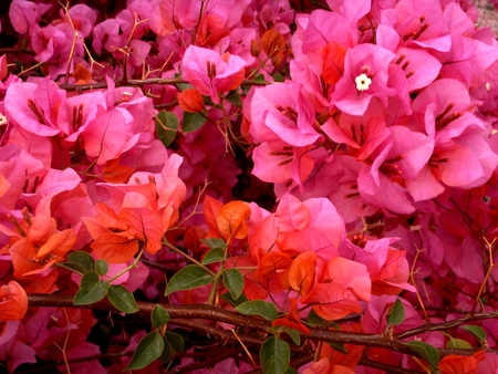 flowers - flowers, red, flower, pink