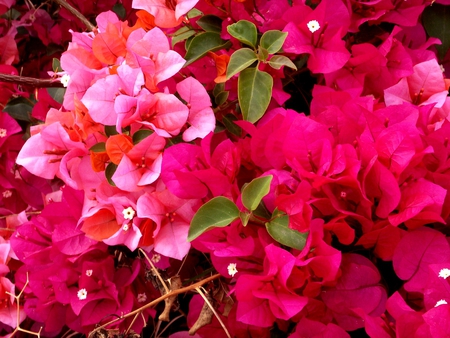 Flowers - flowers, flower, pink, nature