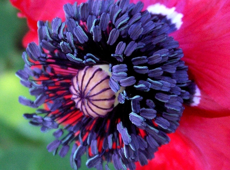 Poppy - flowers, poppy, flower, pink