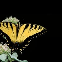 Swallowtail-Butterfly