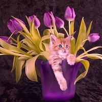 Cute Kitty and purple Tulips