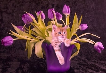 Cute Kitty and purple Tulips