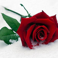 Lonely red rose in the snow