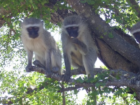 Monkeys - relaxing, watching, eating, looking