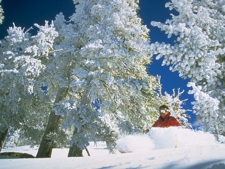 IN SNOW - winter, nature, trees, snow