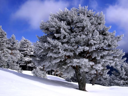 WINTER - winter, nature, trees, snow