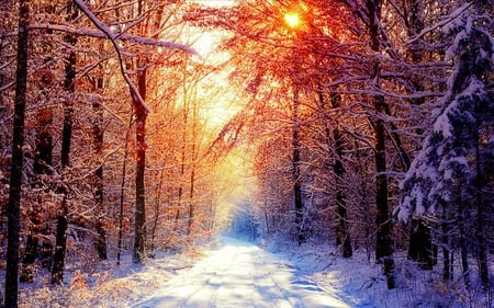 Sunlight and Snow - nature, trees, forests, sun, snow, winter