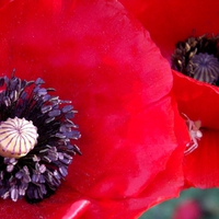 Poppies