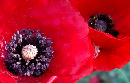 Poppies - red, flower, poppies, flowers, poppy