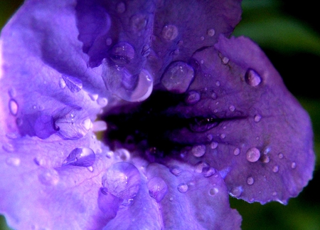 Flower - flowers, flower, purple, nature