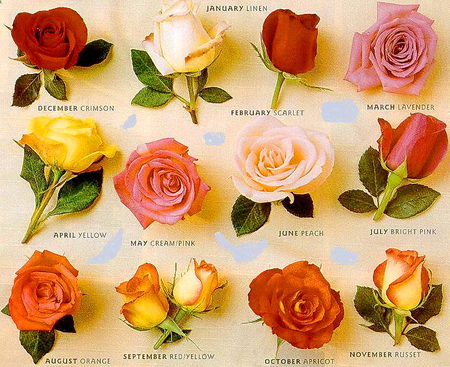 A rose for everyone - roses, twelve, types, flowers, colors, months of the year