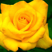 Beautiful yellow rose for my beautiful friend â™¥ Annie â™¥  (ForeverSunShine)