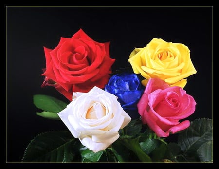 Roses for Carol :) - roses, white, yellow, black background, blue, red, green, pink